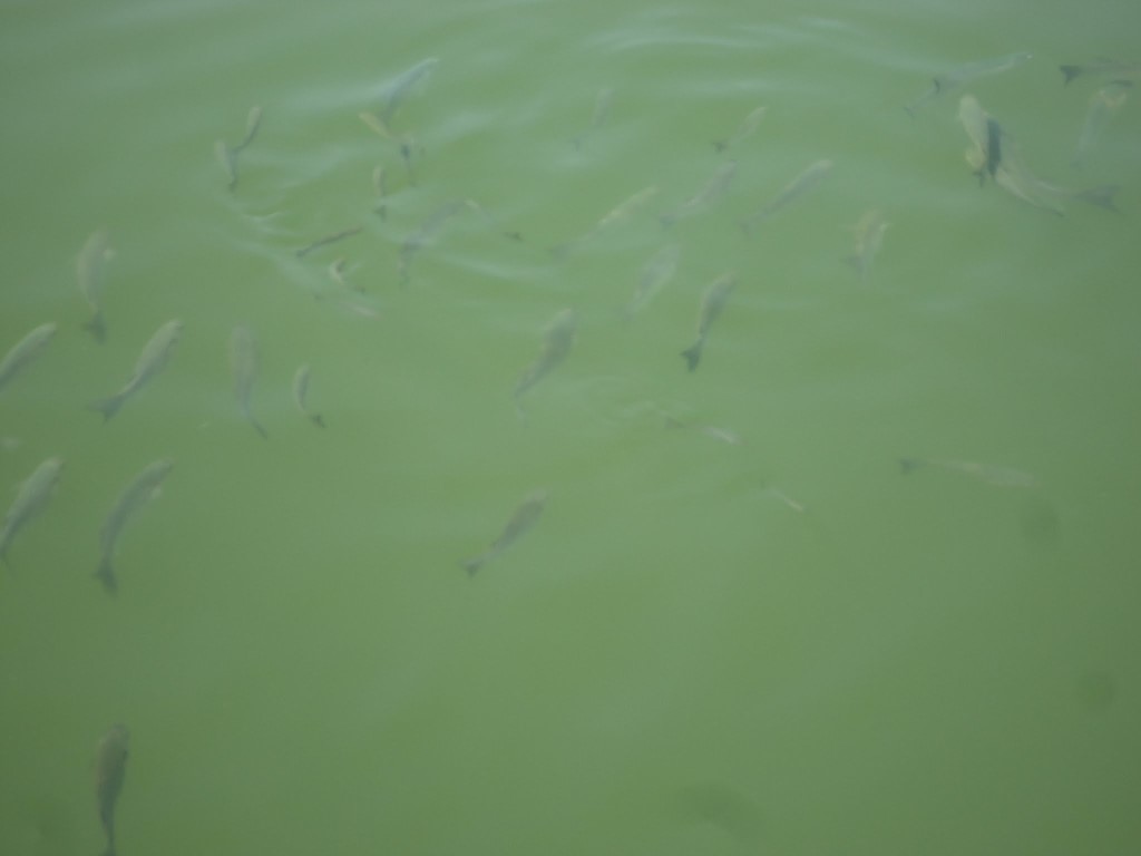 imagini hotel LETOONIA GOLF BELEK